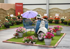 The Toscana Pelargonium with a nice Italian scooter.